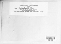 Puccinia xanthii image